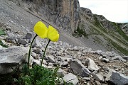 38 Nel Mandrone Papavero alpino (Papaver rhaeticum)